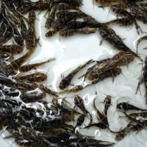 黄骨鱼苗3-5公分，黄辣丁鱼苗，黄鱼苗