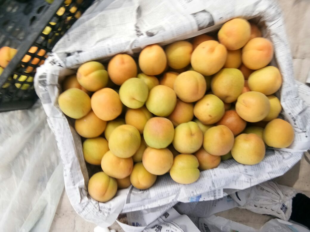 凯特杏加工产品展示台