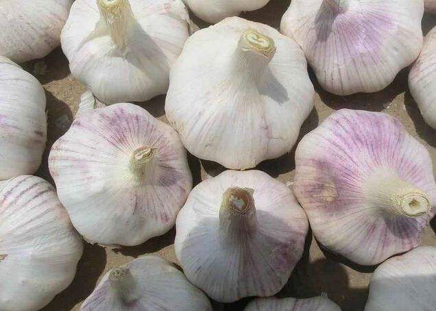 野生红蒜的特写图片