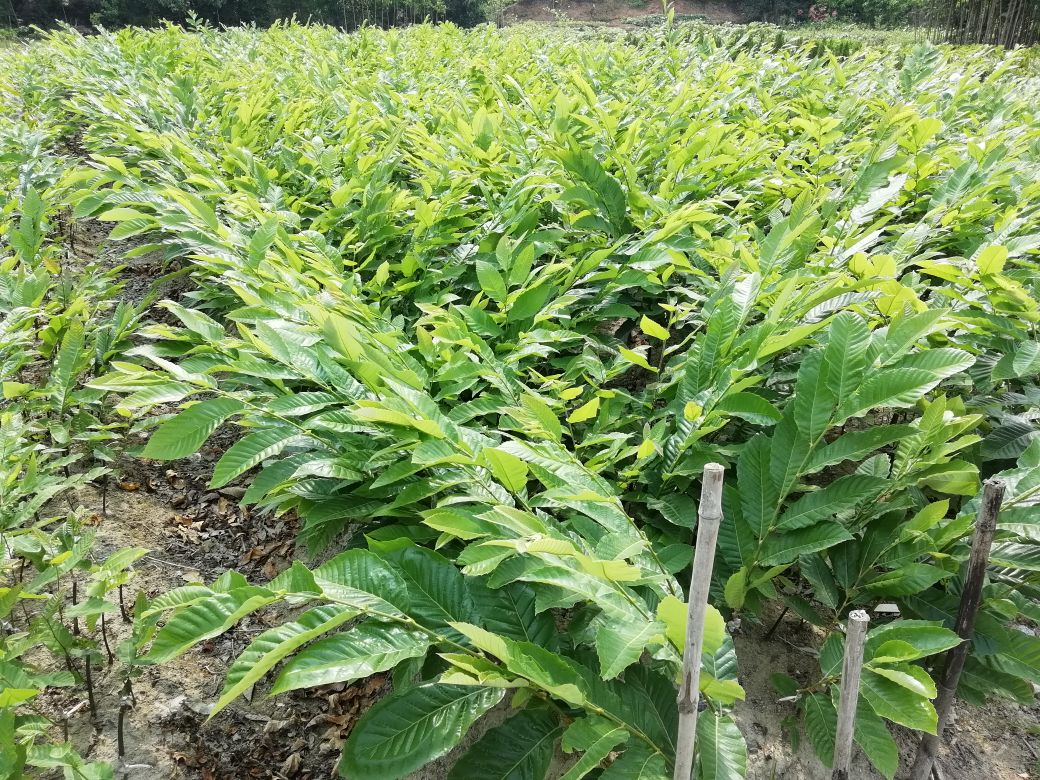 丹东红油栗种植园实景