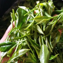 白茶特级