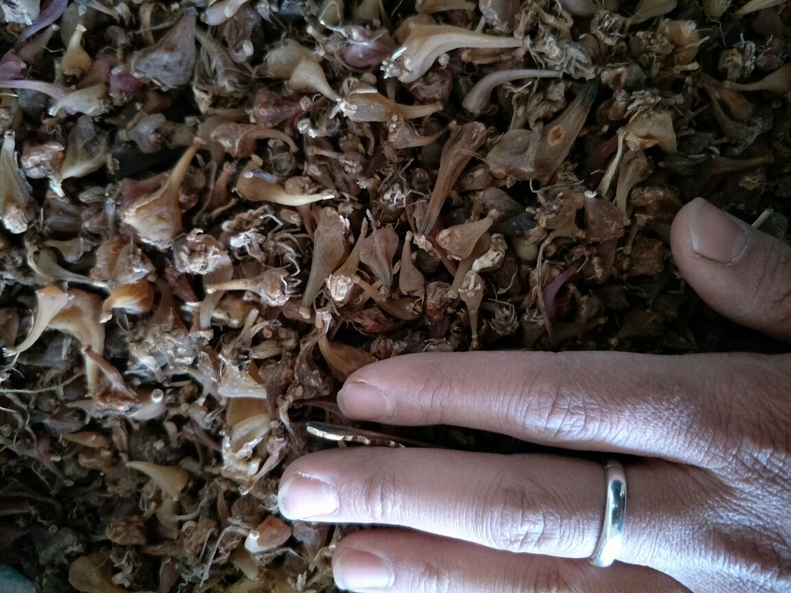 白芷药材成品图,展示干燥后的白芷根茎,颜色自然,质地均匀 白芷药材成品图