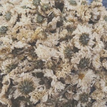 干菊花