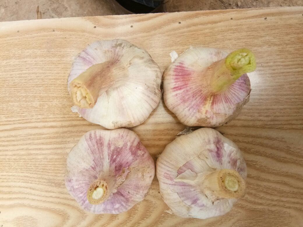 一整颗完整的大红蒜,外皮为深红褐色,带有自然纹理和泥土痕迹,摆放于木质砧板上,背景为厨房环境,突出其天然有机质感 大红蒜整体外观特写