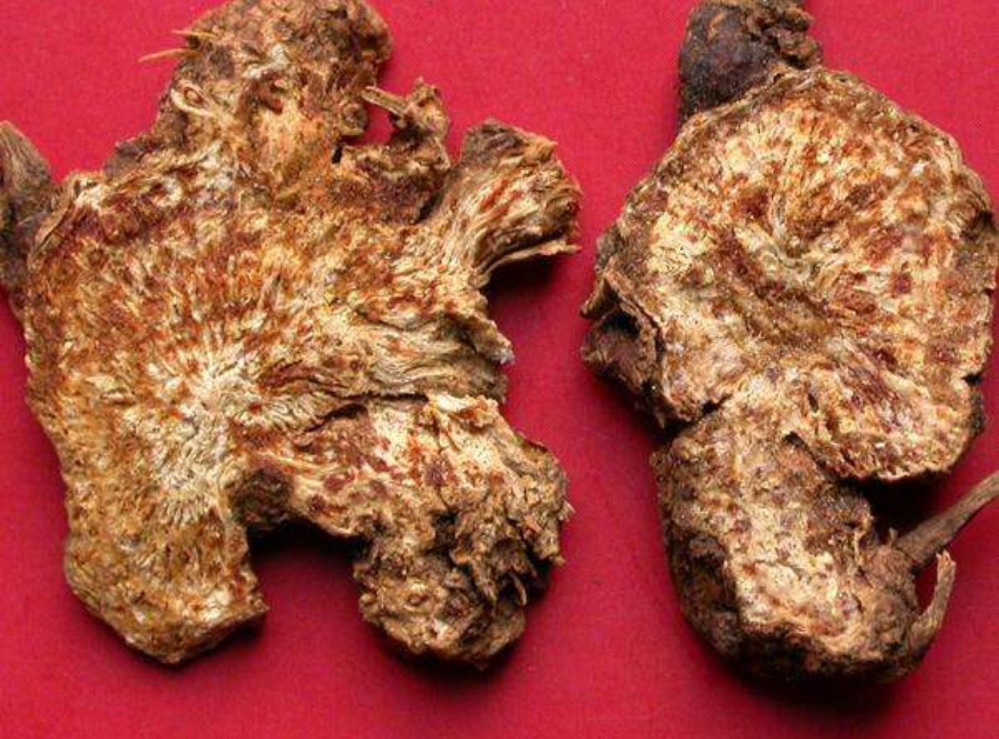 图中展示红墨水与碘液染色效果对比,左侧为红墨水染色,右侧为碘液染色,可见碘液染色更清晰稳定 红墨水与碘液染色对比图