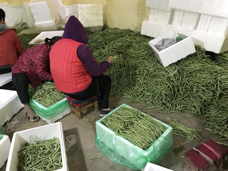 四季豆在厨房中被清洗和处理的场景
