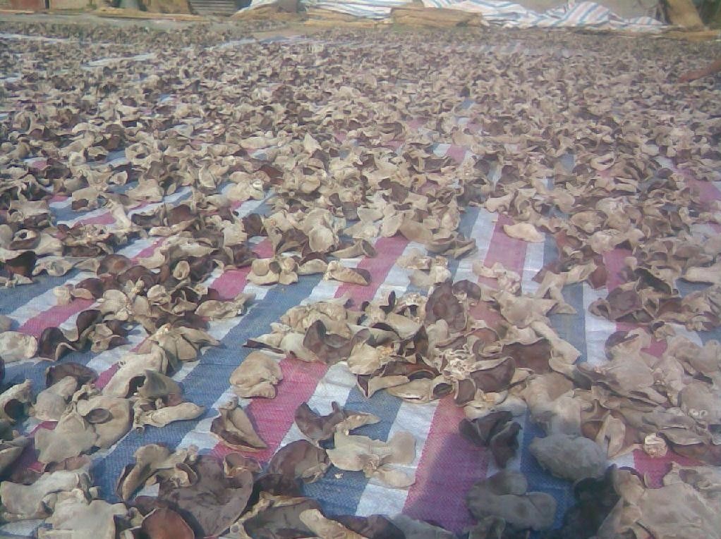 毛木耳出耳阶段管理