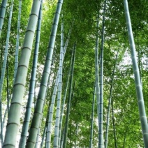 竹子7~8m