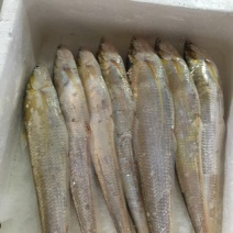 刀鱼冰鲜鱼