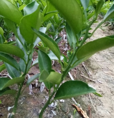 春见苗30一80cm统苗又名耙耙柑