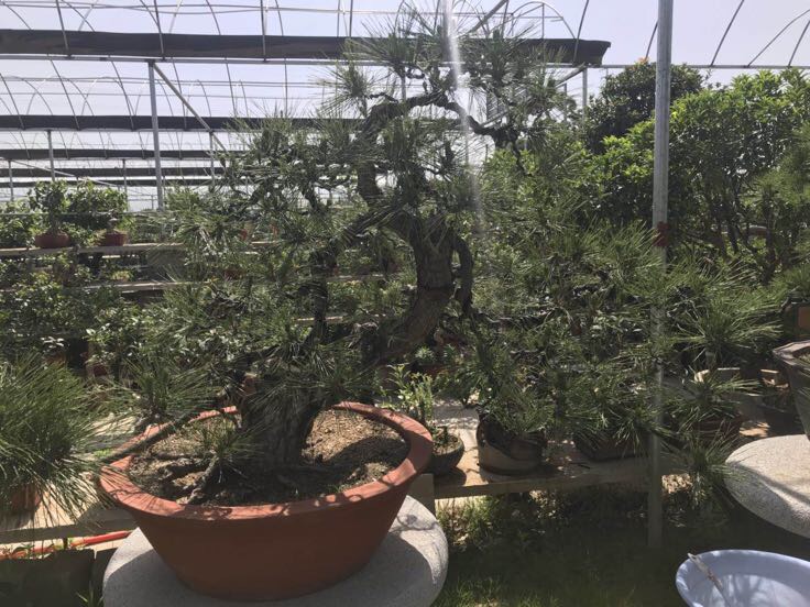 一张中国地图标注松红梅适生区域:华南绿色标注为适宜区,长江流域黄色标注为过渡区需防护,华北橙色标注为限制区建议盆栽,西北东北红色标注为非适生区需设施栽培,配有温度带图例和典型城市示例 松红梅区域适生性分布示意图