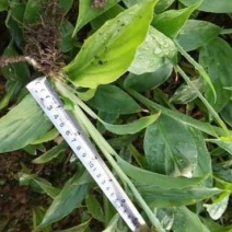 草果苗10~20cm