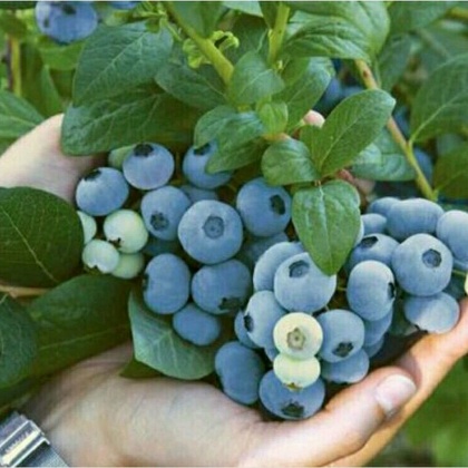 蓝丰蓝莓价格行情