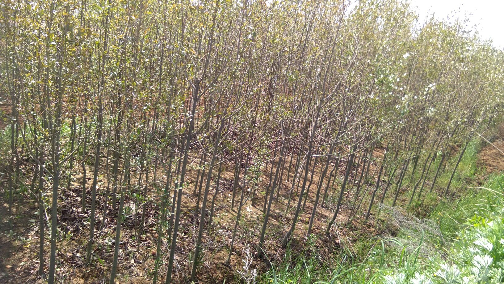 大叶女贞劈接操作示意图