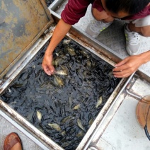 湘云鲫