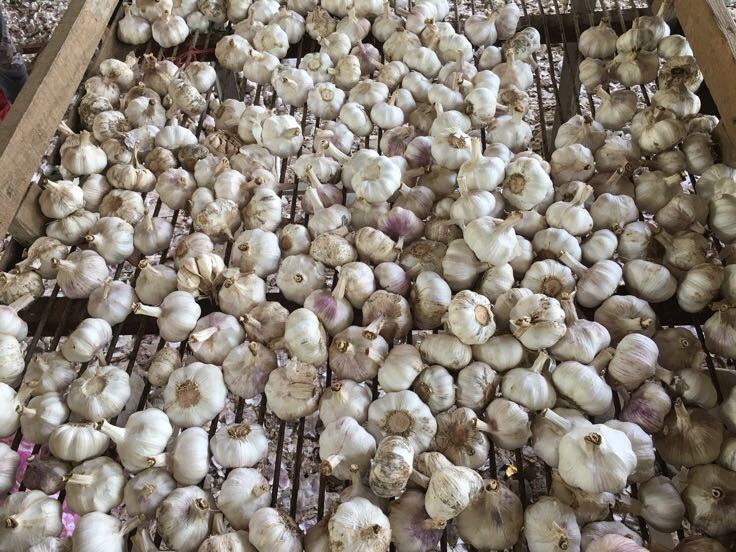 俯拍全景图:阳光充足的竹制晒场,数百枚红蒜鳞茎整齐铺展成波浪形阵列,鳞茎大小均匀(直径2.5–4cm),外皮紫红透亮,部分表皮微起皱显干燥趋势;背景可见木质晾架与青瓦农舍,体现地道产地加工场景 传统晾晒工艺中的红蒜鳞茎阵列