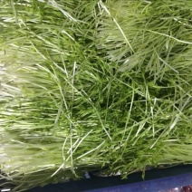 松柳芽苗菜包装、活体、各种芽苗菜都有在种植