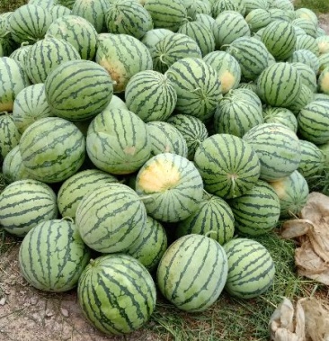 [麒麟西瓜批发]西瓜,麒麟瓜,满地红价格1.60元/斤 - 一亩田