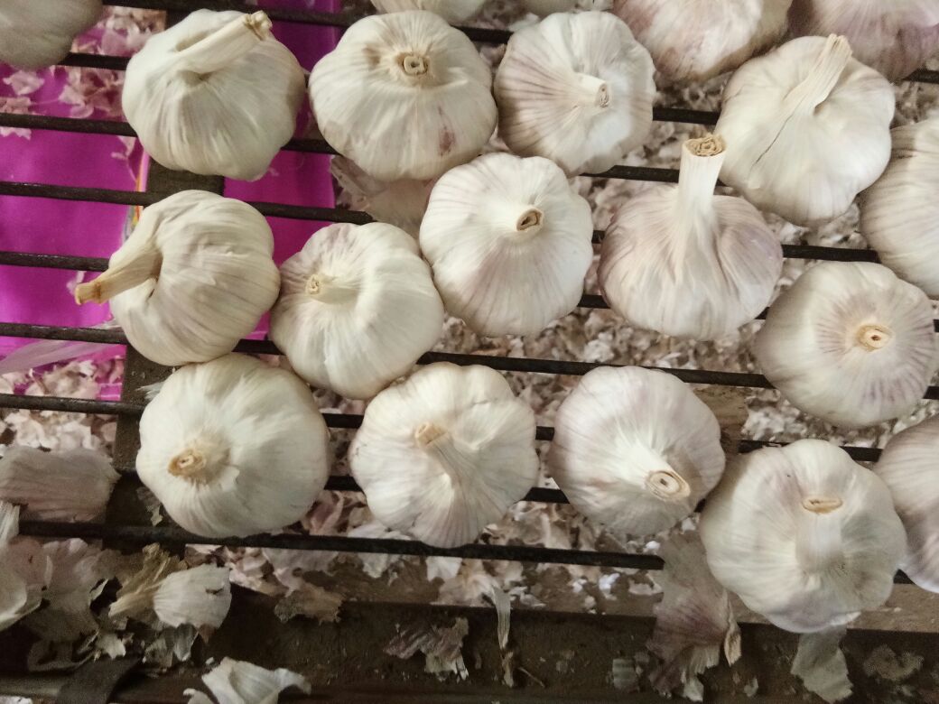 高清俯拍:左侧为斜切的蒜苗白茎段与绿叶段分开放置,右侧为叠切后的豆皮细条平铺于竹制晾架上,表面干燥无水光,背景为不锈钢料理台与玻璃碗盛放的姜蒜末 蒜苗与豆皮分段切配特写