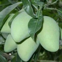 芒果苗，四季蜜芒果树苗(大小规格都有)原土杯带叶出售