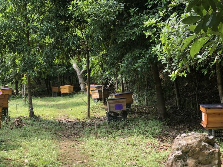 八月桂制作的桂花蜜与桂花糕