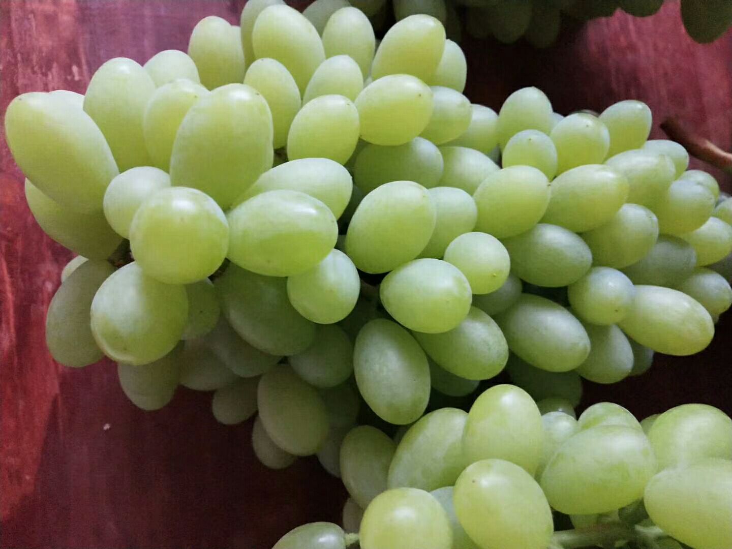 印度青提“天堂翡翠”特写