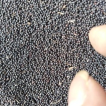 油菜籽