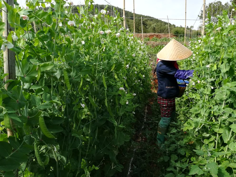 农民在田间采摘荷兰豆