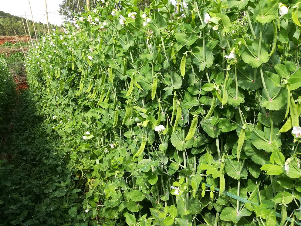 两名农户正在清晨露水未干时手工采摘荷兰豆嫩荚,筐内堆放整齐,背景可见整齐排列的支架和滴灌管道,体现标准化生产基地风貌 荷兰豆采收作业现场