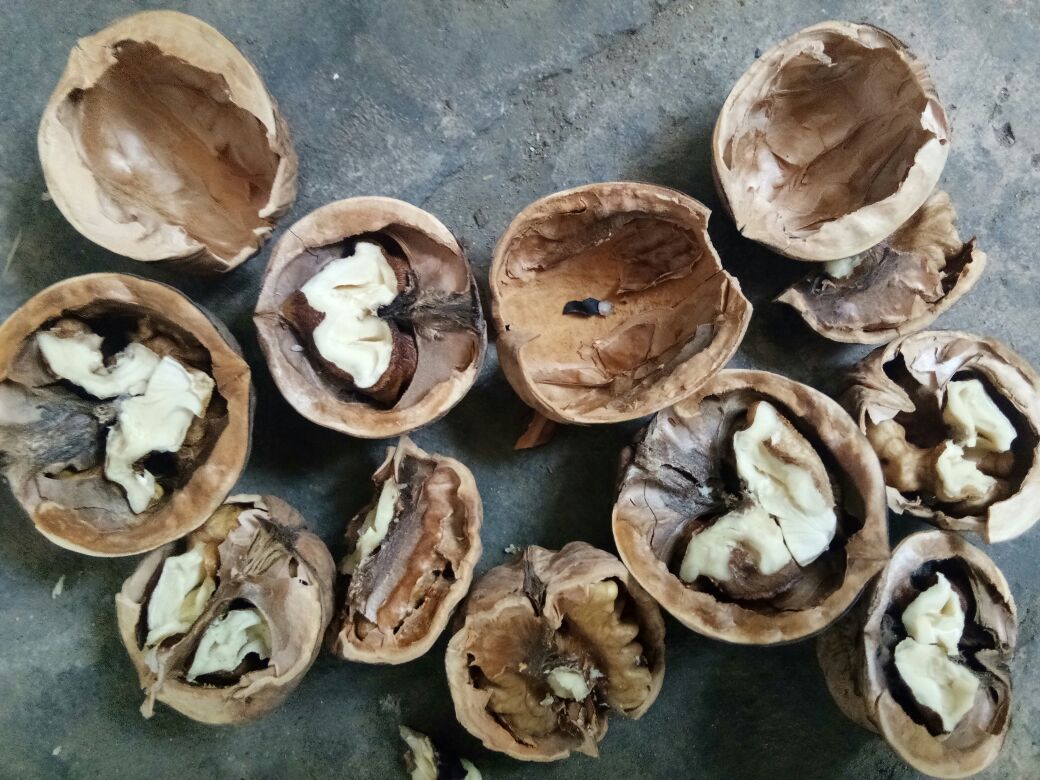 薄皮核桃营养成分表