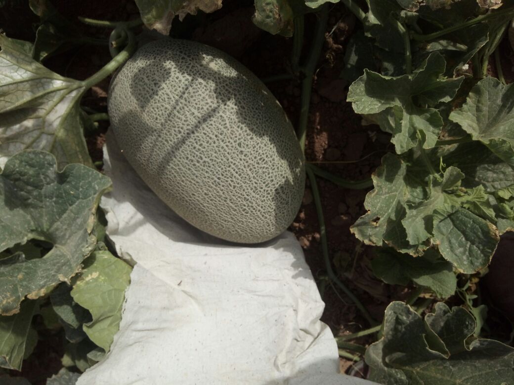 新疆吐鲁番盆地清晨阳光下的西州蜜瓜种植基地,成片藤蔓上挂满金黄网纹蜜瓜,部分果实表皮泛出浅橙色光泽,瓜脐微凹、果蒂周围出现细微裂纹,地面可见自然脱落的干枯卷须,真实呈现西州蜜瓜自然成熟末期田间状态 西州蜜瓜田间成熟期实景