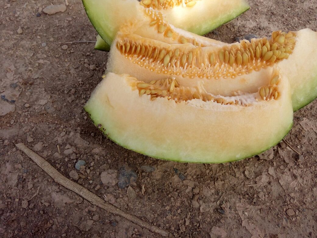 切开的新鲜西州蜜瓜横截面特写