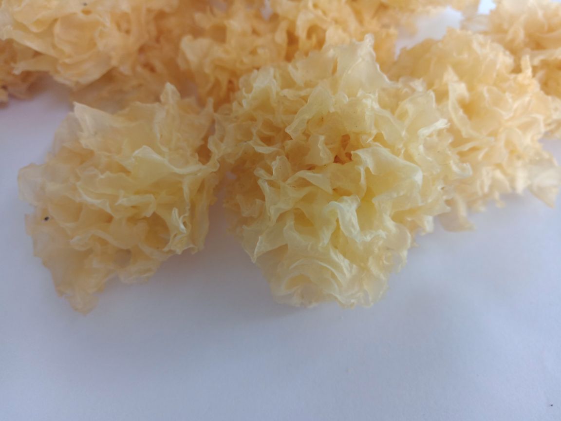 椴木银耳特写