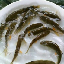 军鱼苗青竹鲩鱼苗，中华倒刺耙鱼苗场地批发
