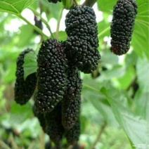 桑树苗黑珍珠果桑苗南北方都可种植口感甜