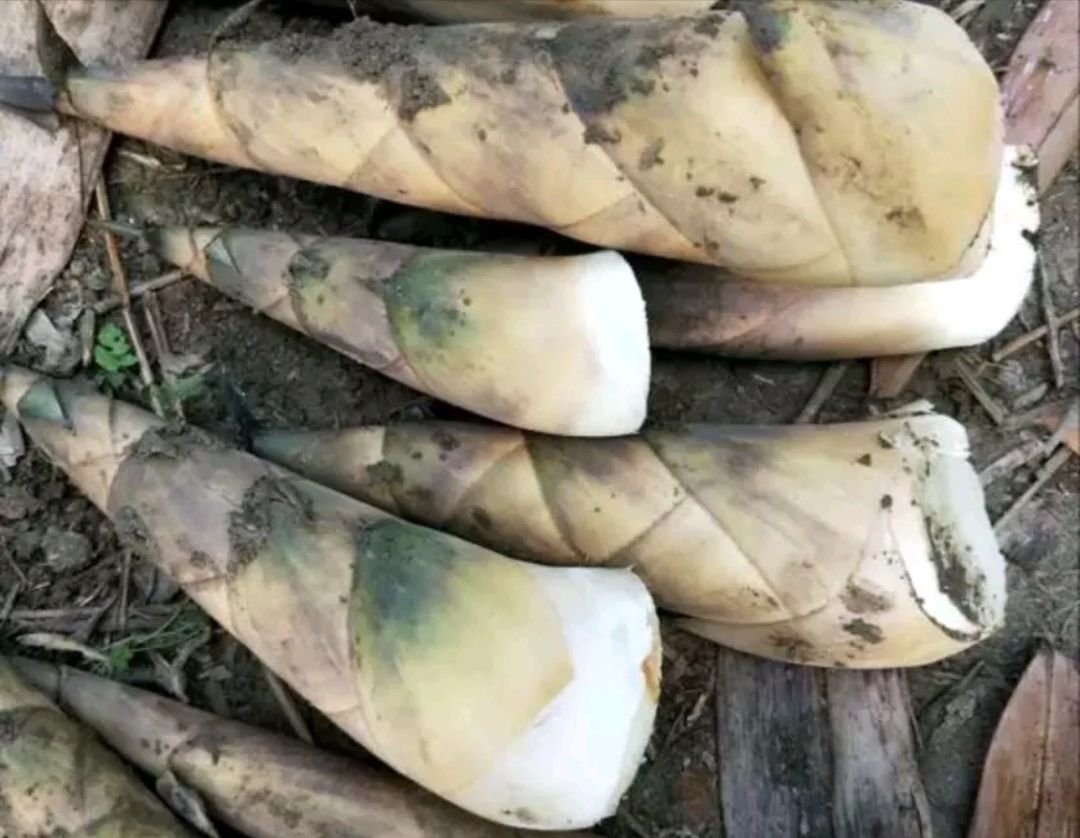 英德麻竹笋采收现场