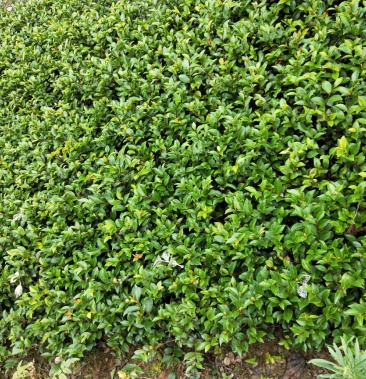 [茶梅批发]茶梅价格0.55元/棵 - 一亩田