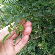 野生刺梨鲜果预售大量有货