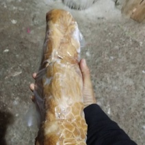 羊肚
