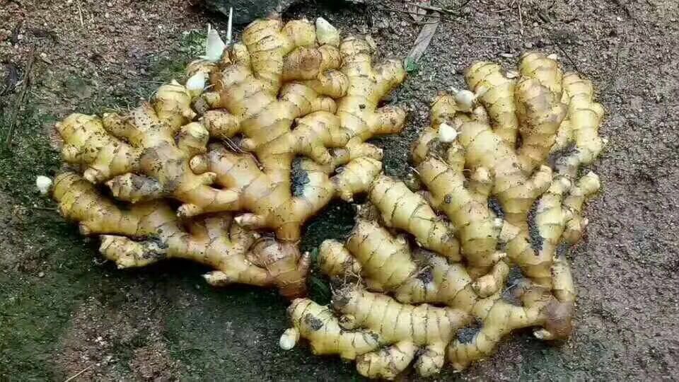 两张并列图片展示:左侧为刚采收的嫩姜,表皮光滑浅黄白色,带有少量须根;右侧为完全成熟的老姜,表皮深褐色、粗糙有皱褶,块大结实,断面金黄色,纤维明显 生姜与老姜对比图