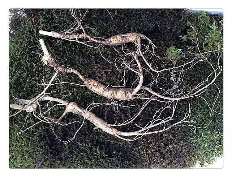 林下参切片显微结构示意图