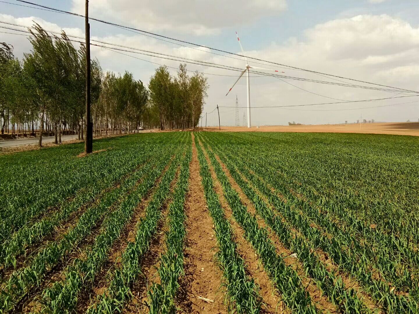 云南洱源县独头蒜种植基地航拍