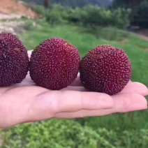 东魁杨梅3~4cm