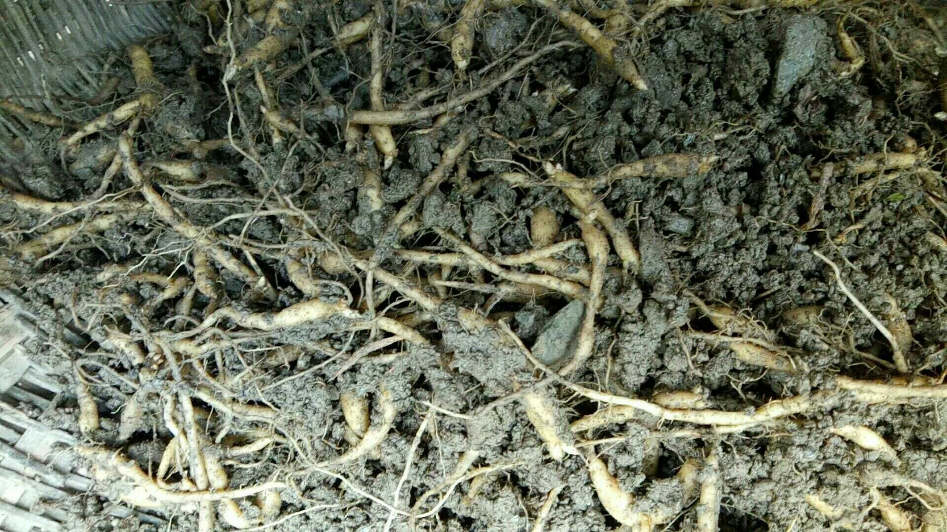 加拿大威斯康星州花旗参种植基地秋季采收实景:工人手持特制叉具采挖三年生花旗参根茎,土壤呈深褐色疏松状,参根表面覆有湿润泥土,背景可见晨雾中的枫树林,地面散落少量金黄色落叶,体现白露至霜降时节特征 花旗参秋季采收场景