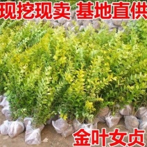 绿化苗木金叶女贞