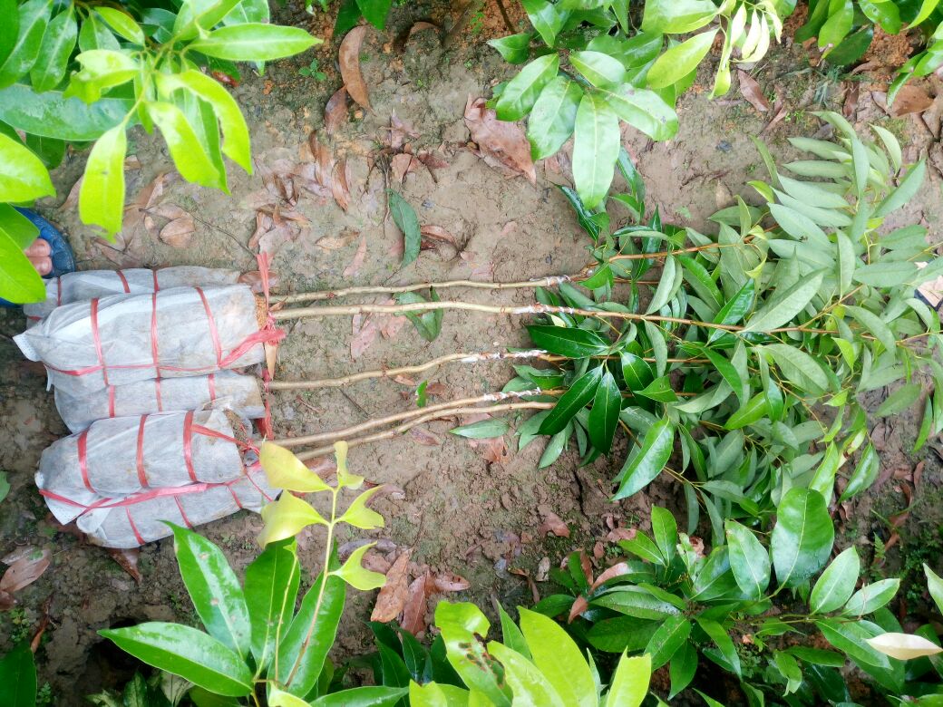无核荔枝嫁接操作示意图,展示芽接和切接两种方法 无核荔枝嫁接操作示意图