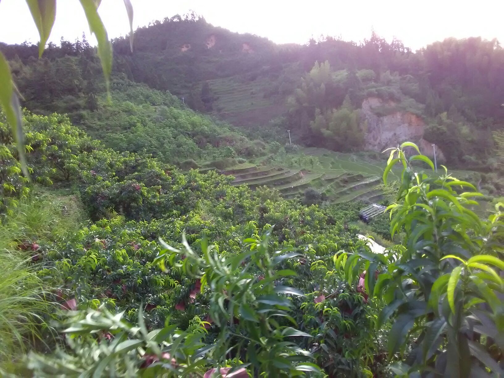湘西山区黄桃采摘现场