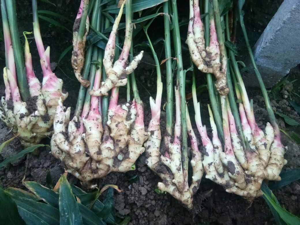 蜂蜜子姜特写：晶莹琥珀色蜜汁浸润脆嫩粉红子姜片，表面可见细微气泡与薄层蜜膜，背景为竹制沥水架与新鲜带泥子姜根茎