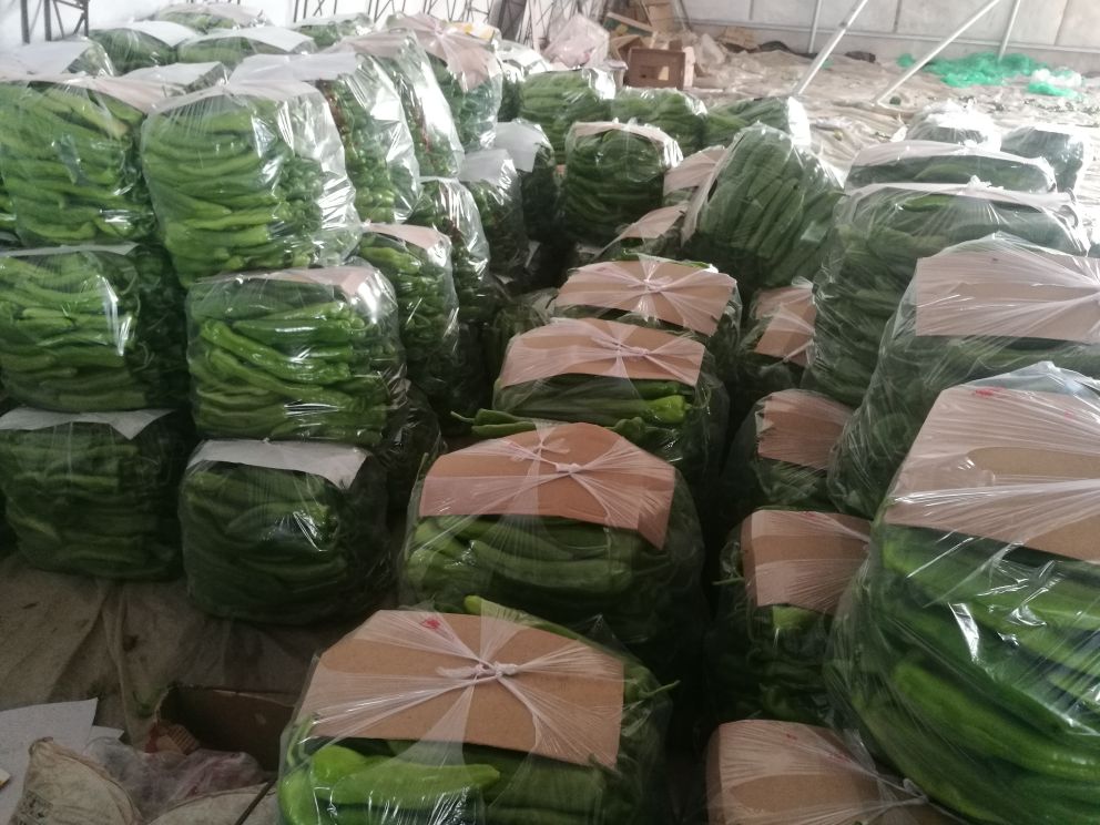 湖南某辣椒产地批发市场内,工人们正在将新鲜采摘的湘研16号牛角椒进行分级挑选、称重并装入白色泡沫箱或透明塑料筐,背景可见多辆冷链运输车等待装货,地面上散落着少量辣椒叶,体现高效集散的农业供应链场景 湘研16号辣椒在产地批发市场集中装箱场景