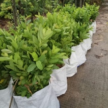 .台湾珍珠番石榴便宜卖1.5元一棵